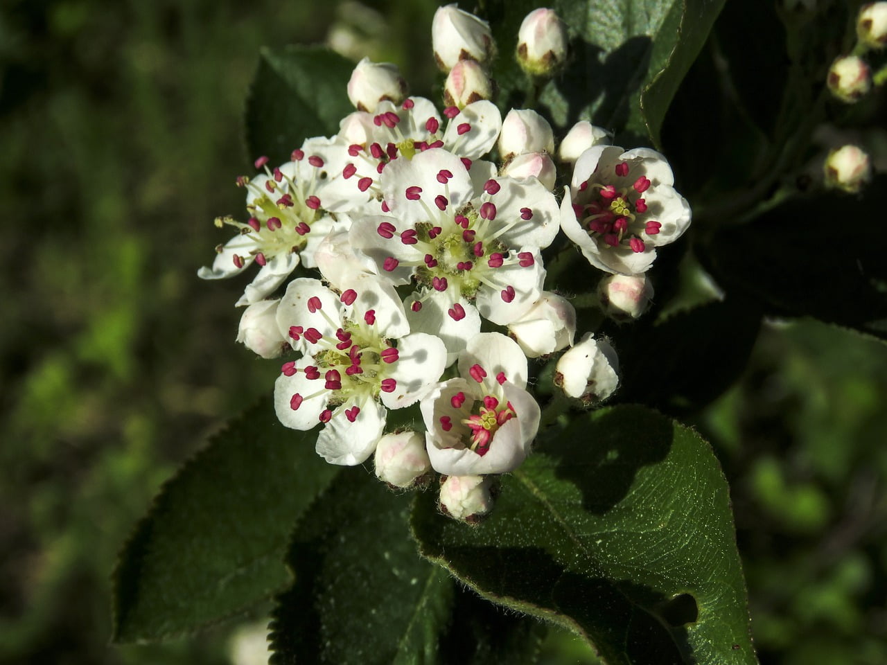 aronia