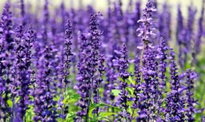 lavanda