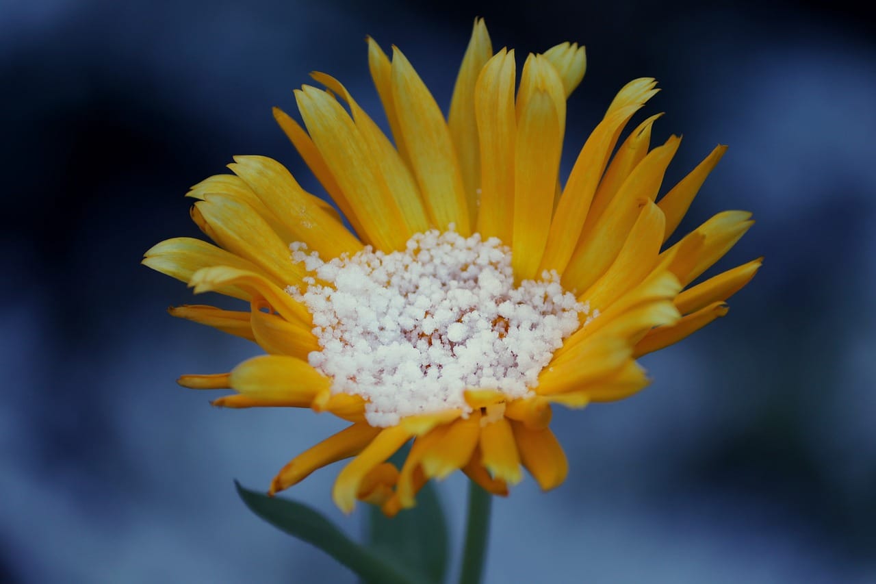 arnica