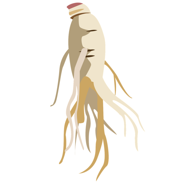 ginseng