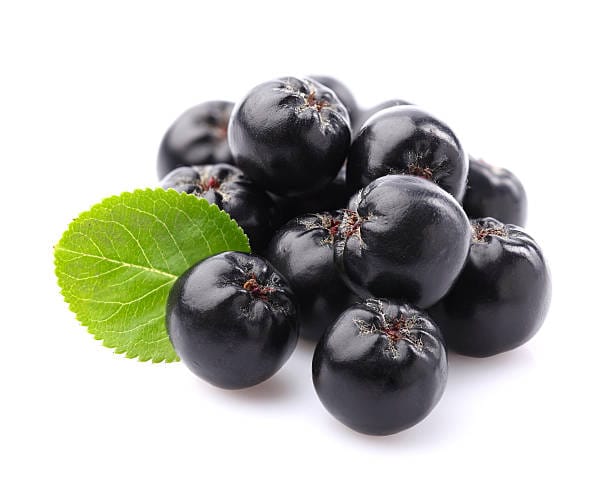chokeberry with leaf on a white background