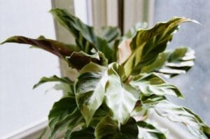 50590046931 b9b1083167 o