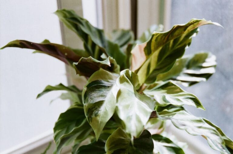 50590046931 b9b1083167 o