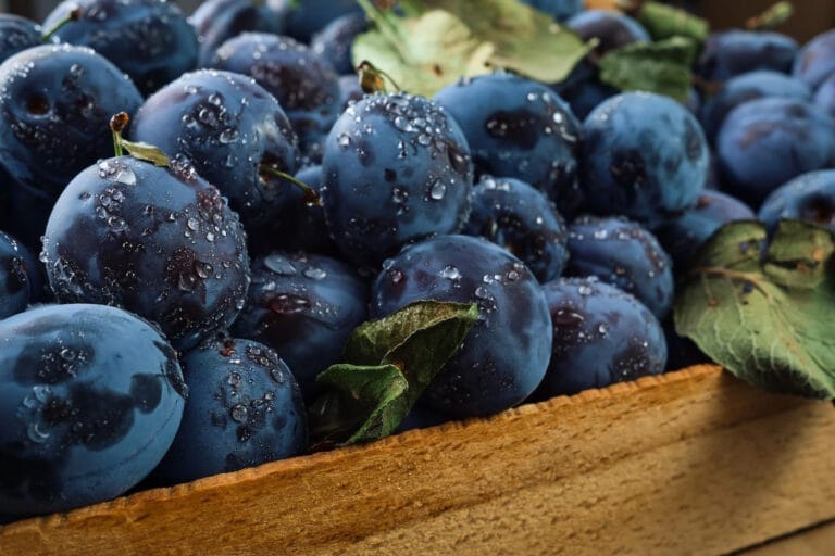 fresh organic plums water drops wooden box closeup selective focus shallow depth field photo beautiful ripe fruit plum harvesting prunes autumn eco products from farm
