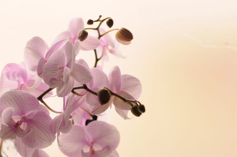 close up white orchids light background phalaenopsis orchid striped isolated pink orchid pot white background image love beauty natural background design element