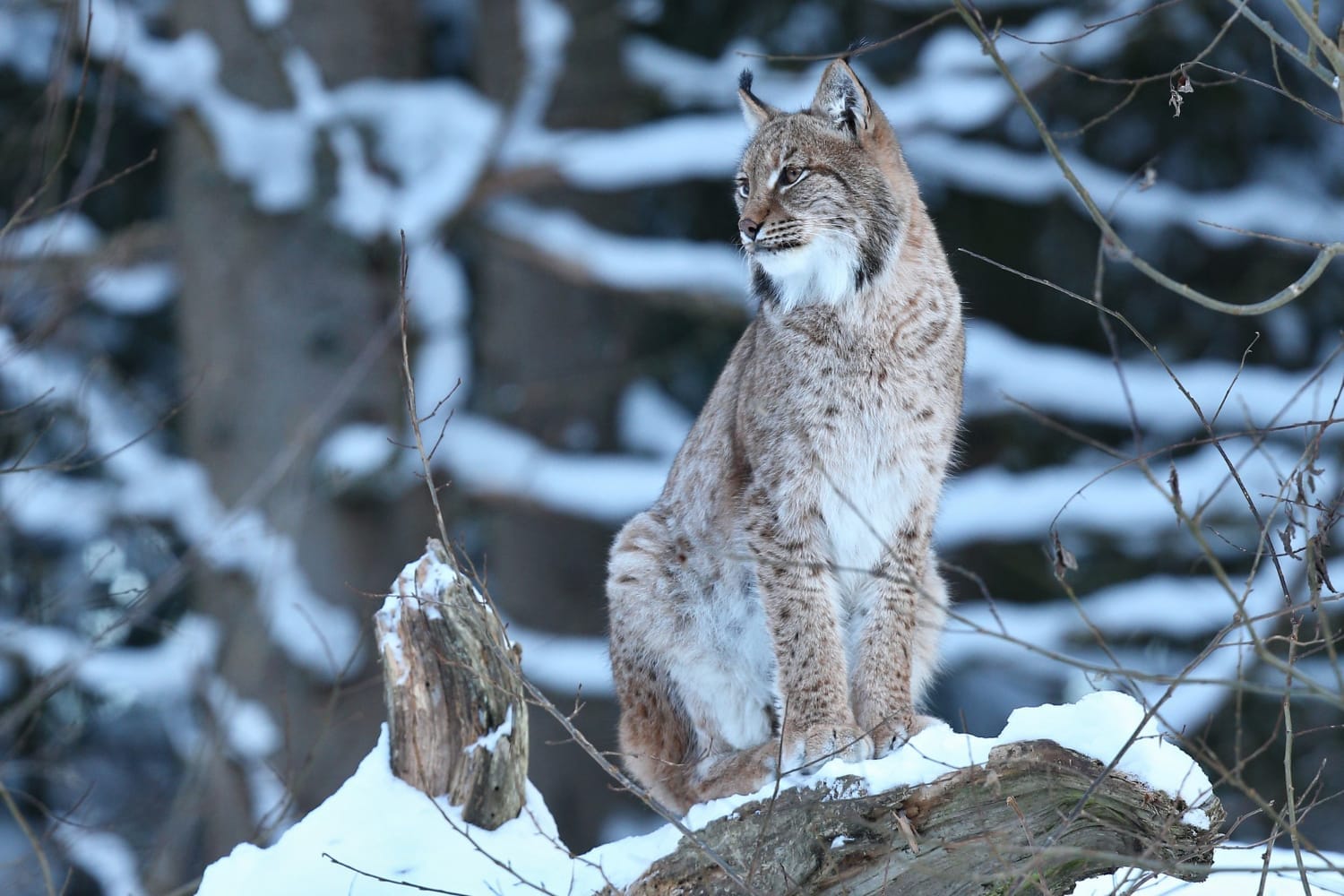 euroasian lynx bavarian national park eastern germany