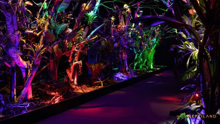 idei activitati saptamana verde