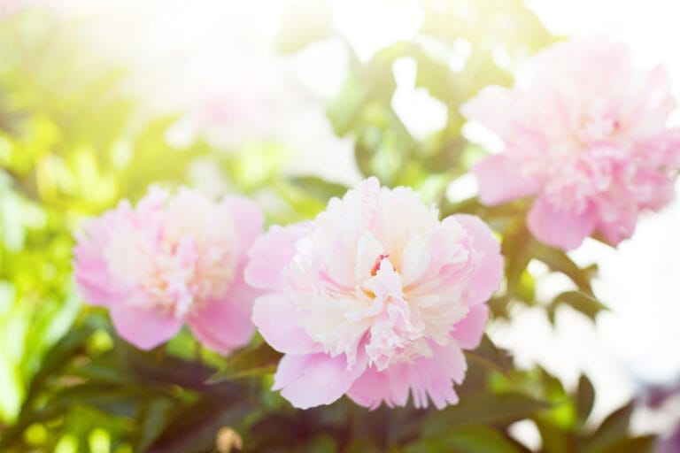 white peony