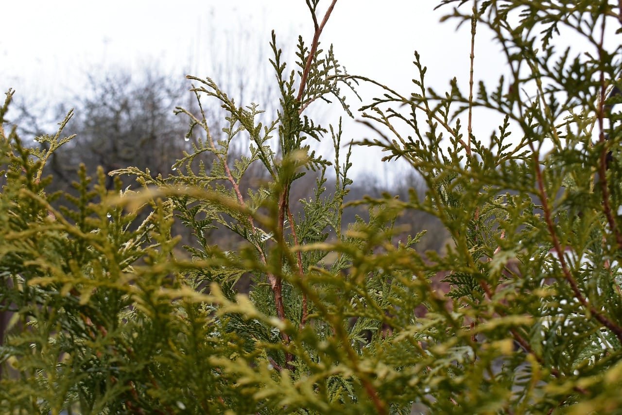 ploile acide si efectul de sera