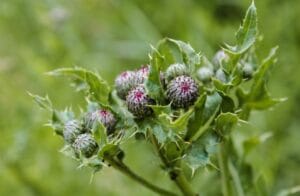 silimarina beneficii