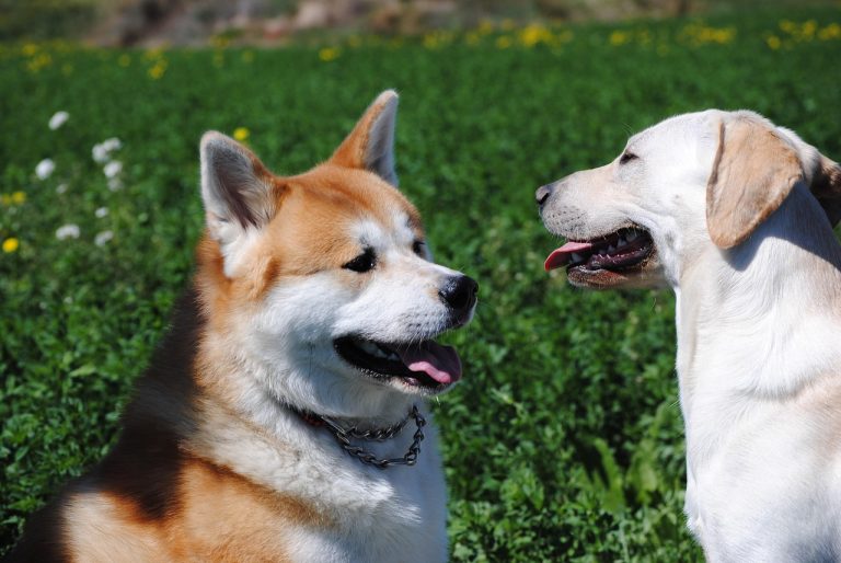 Akita American: Cainele Nobil si Independent - Ghid de Crestere