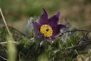 cultura de fasole boabe in camp productie la hectar