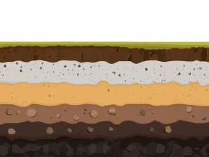 la ce distanta de casa se planteaza paulownia