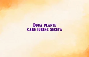 doua plante care iubesc seceta