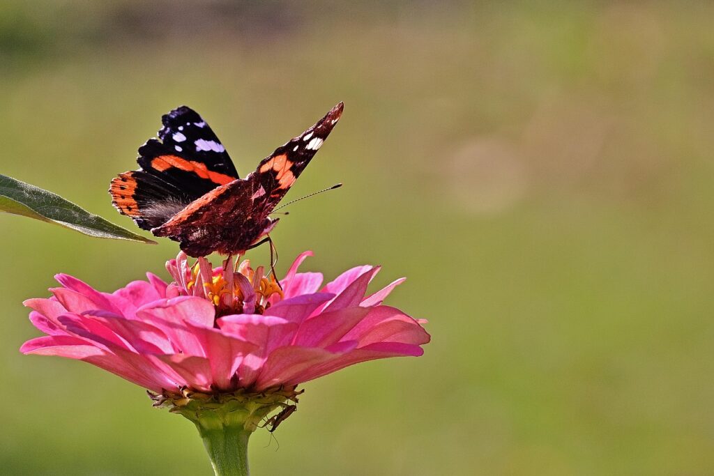 Celule stem: raspunsuri la intrebarile pe care nu le pui