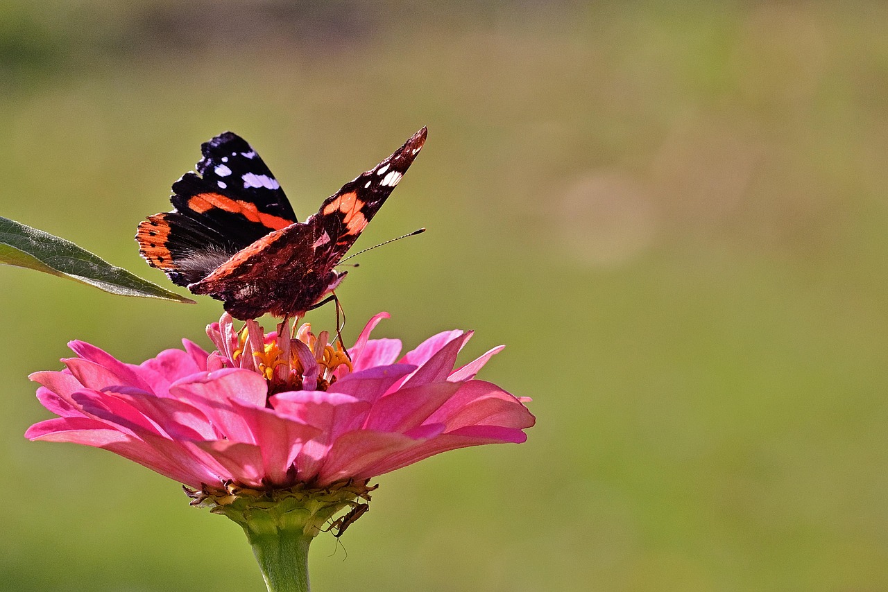 Celule stem: raspunsuri la intrebarile pe care nu le pui