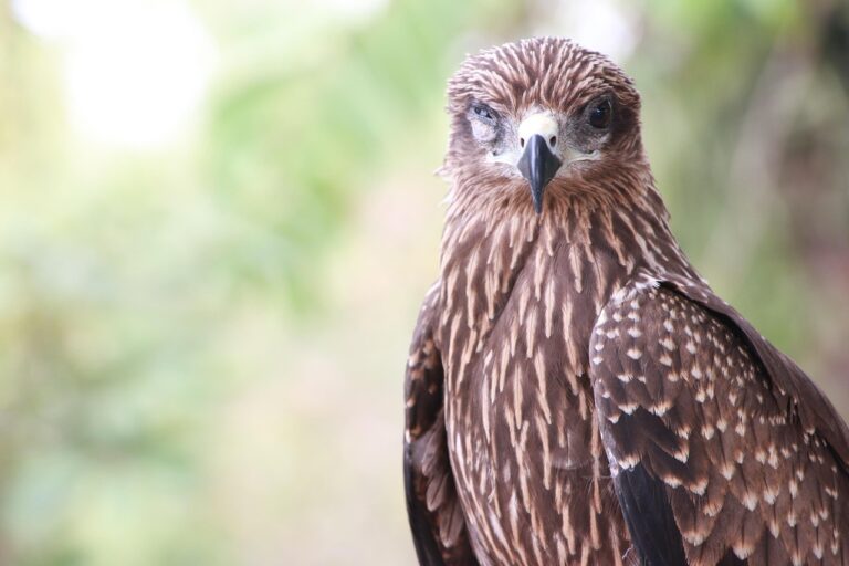 schimbarile climatice