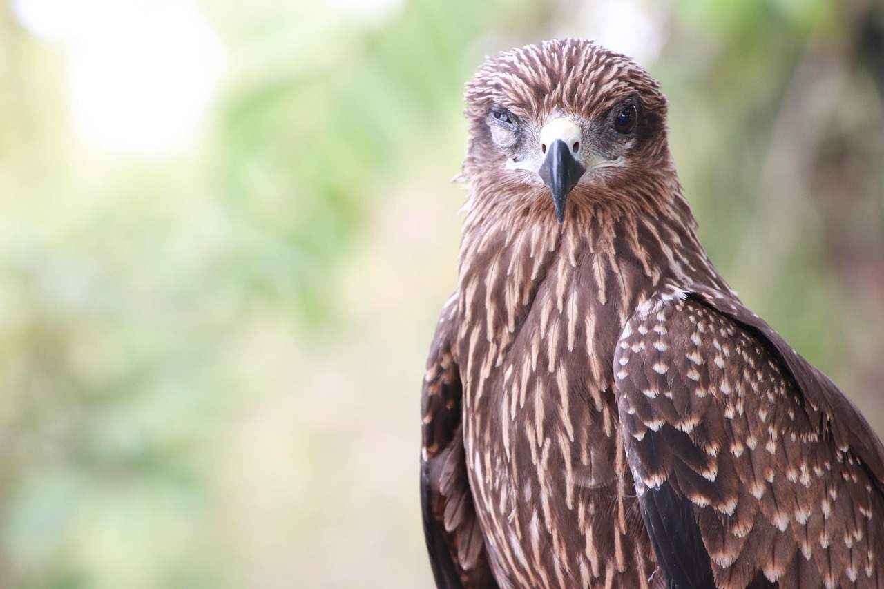 schimbarile climatice