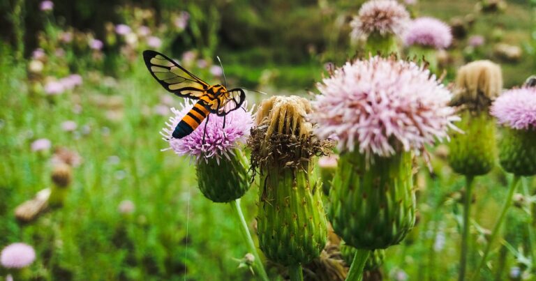 activitati schimbari climatice