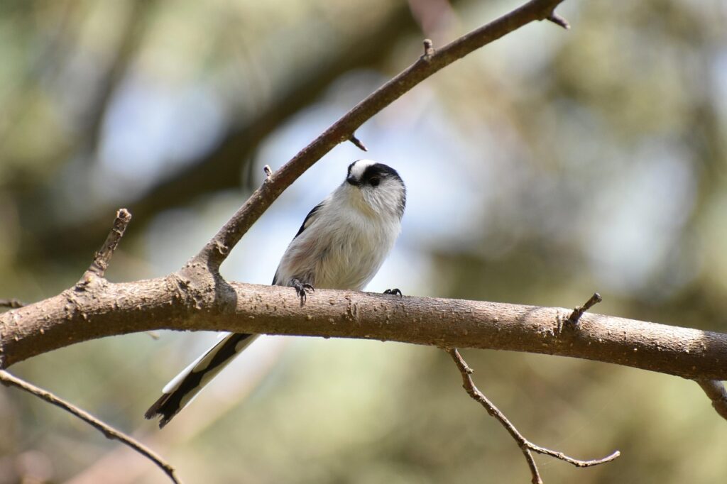 prosumator persoana juridica